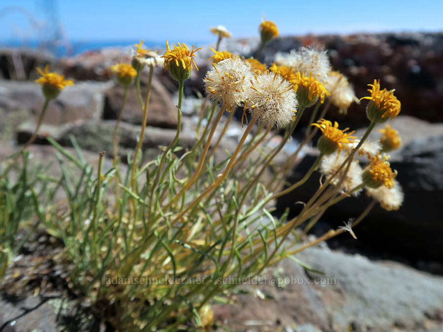 desert yellow daisies, gone to seed (Erigeron linearis) [Aldrich Mountain, Malheur National Forest, Grant County, Oregon]