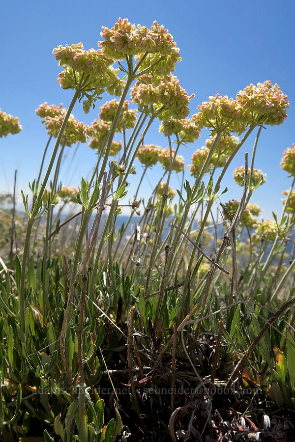 parsnip-flower buckwheat (Eriogonum heracleoides) [Aldrich Mountain, Malheur National Forest, Grant County, Oregon]