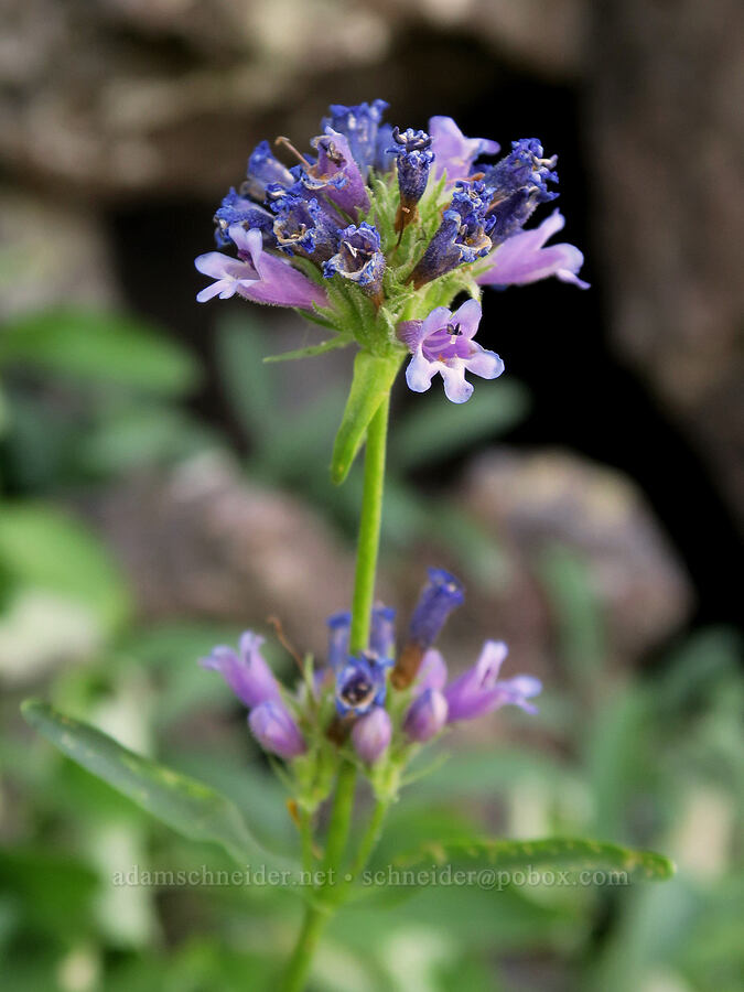 sulphur penstemon, blue form (Penstemon attenuatus) [Aldrich Mountain, Malheur National Forest, Grant County, Oregon]