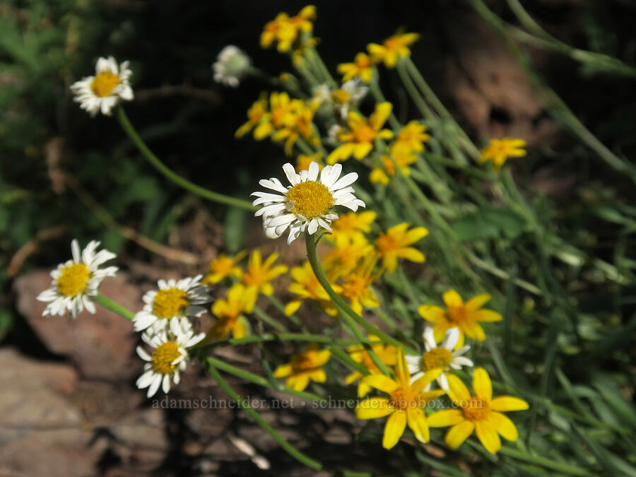 Eaton's shaggy fleabane & Oregon sunshine (Erigeron eatonii var. villosus, Eriophyllum lanatum) [Aldrich Mountain, Malheur National Forest, Grant County, Oregon]