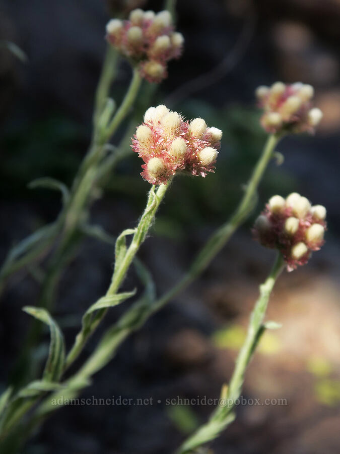 rosy pussy-toes (Antennaria rosea (Antennaria microphylla)) [Aldrich Mountain, Malheur National Forest, Grant County, Oregon]