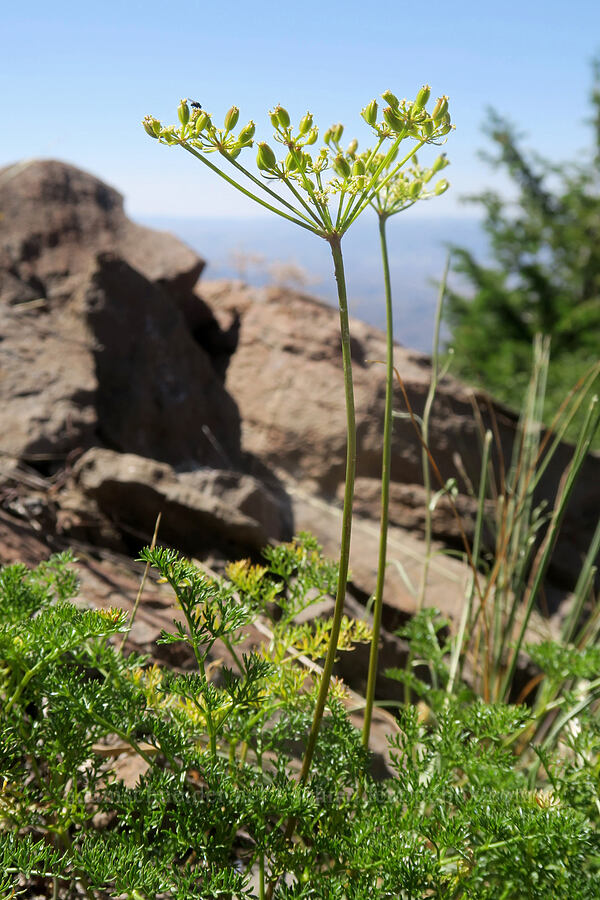 fennel-leaved spring-parsley, going to seed (Cymopterus terebinthinus var. foeniculaceus (Cymopterus foeniculaceus)) [Aldrich Mountain, Malheur National Forest, Grant County, Oregon]