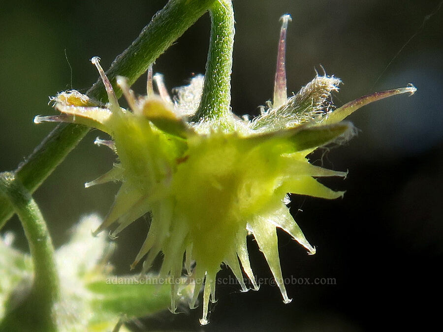 stick-seed seeds (Hackelia micrantha (Hackelia jessicae)) [Aldrich Mountain, Malheur National Forest, Grant County, Oregon]