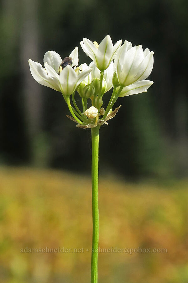 white brodiaea (Triteleia hyacinthina (Brodiaea hyacinthina)) [Cabbage Patch Spring, Malheur National Forest, Grant County, Oregon]