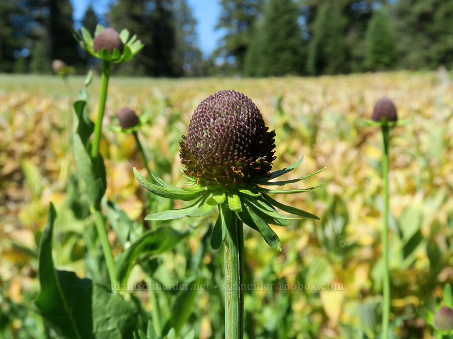 western coneflower (Rudbeckia occidentalis) [Cabbage Patch Spring, Malheur National Forest, Grant County, Oregon]
