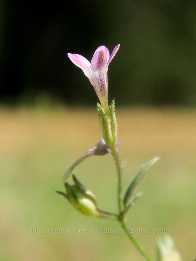 Alva Day's pincushion (Navarretia sinistra ssp. sinistra (Gilia sinistra)) [Cabbage Patch Spring, Malheur National Forest, Grant County, Oregon]