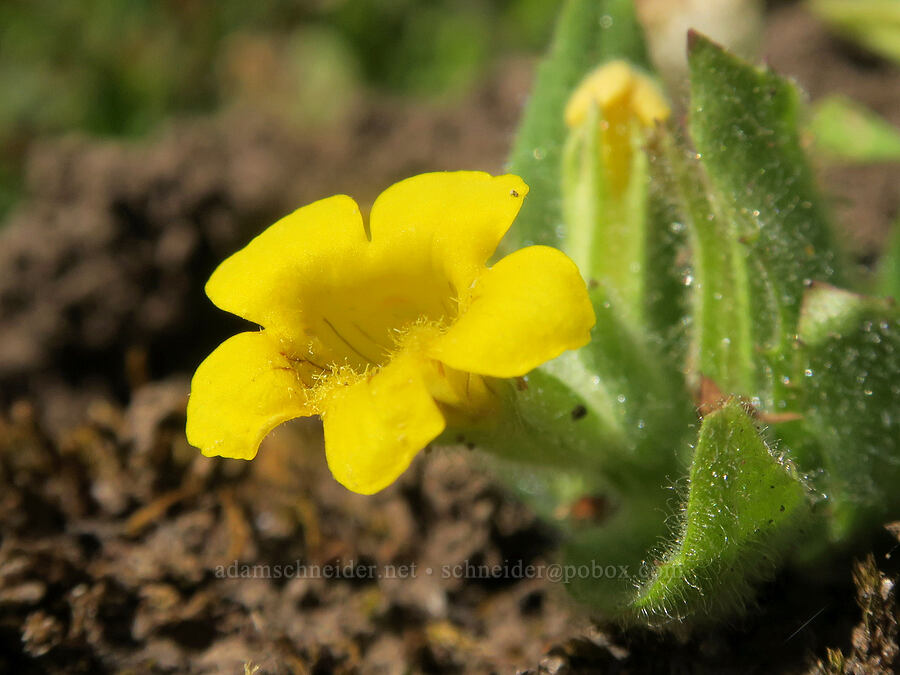 musk monkeyflower (Erythranthe moschata (Mimulus moschatus)) [Cabbage Patch Spring, Malheur National Forest, Grant County, Oregon]