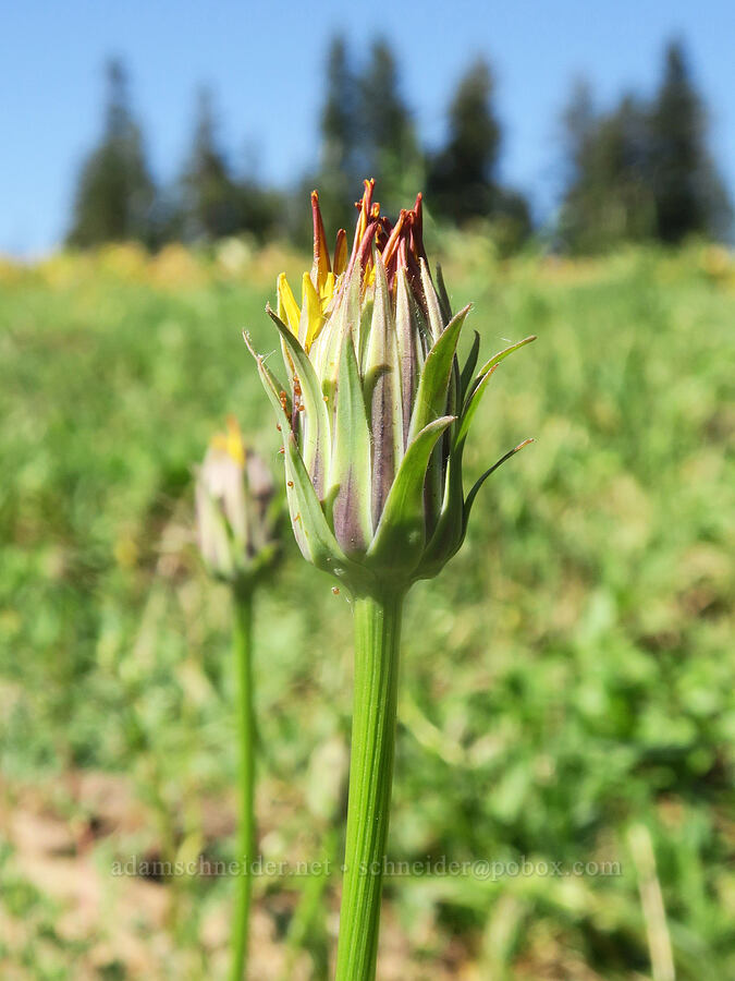 pale agoseris (Agoseris glauca var. glauca) [Cabbage Patch Spring, Malheur National Forest, Grant County, Oregon]