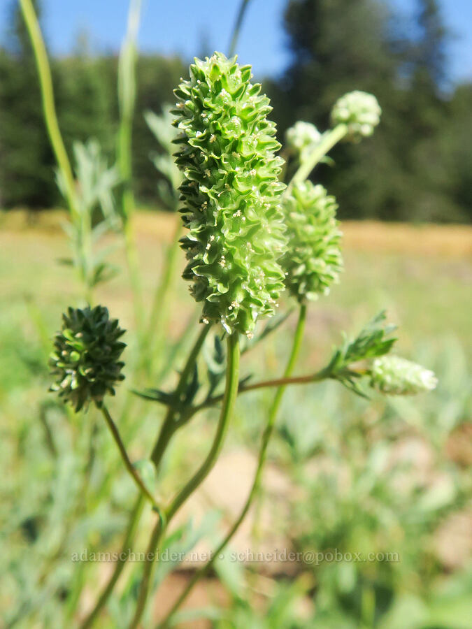 western burnet (Poteridium occidentale (Sanguisorba occidentalis)) [Cabbage Patch Spring, Malheur National Forest, Grant County, Oregon]