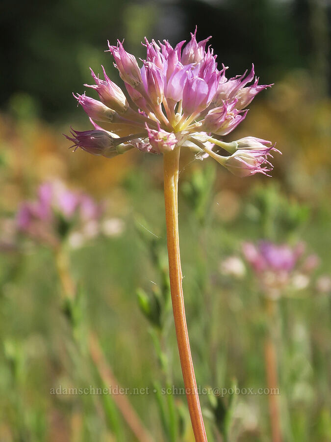 taper-tip onion (Allium acuminatum) [Cabbage Patch Spring, Malheur National Forest, Grant County, Oregon]