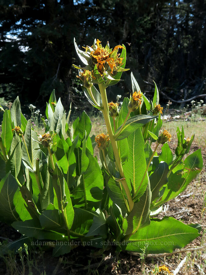 northern mule's-ears, fading (Wyethia amplexicaulis) [Cabbage Patch Spring, Malheur National Forest, Grant County, Oregon]