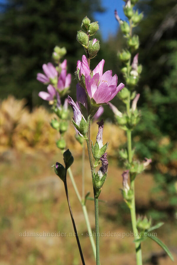 Oregon checker-mallow (Sidalcea oregana) [Cabbage Patch Spring, Malheur National Forest, Grant County, Oregon]