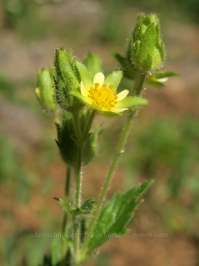 sticky cinquefoil (Drymocallis glandulosa var. reflexa (Potentilla glandulosa)) [Cabbage Patch Spring, Malheur National Forest, Grant County, Oregon]