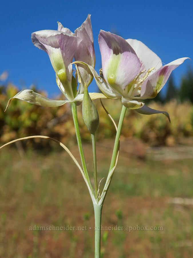big-pod mariposa lilies (Calochortus eurycarpus) [Cabbage Patch Spring, Malheur National Forest, Oregon]