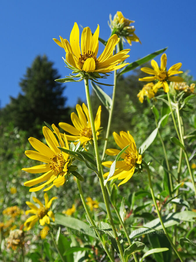 Douglas' sunflower (Helianthella uniflora var. douglasii) [Forest Road 2150, Malheur National Forest, Grant County, Oregon]