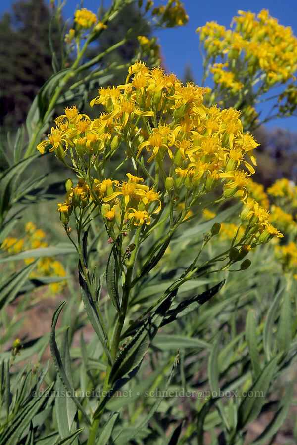 tall butterweed groundsel (Senecio serra) [Forest Road 2150, Malheur National Forest, Grant County, Oregon]