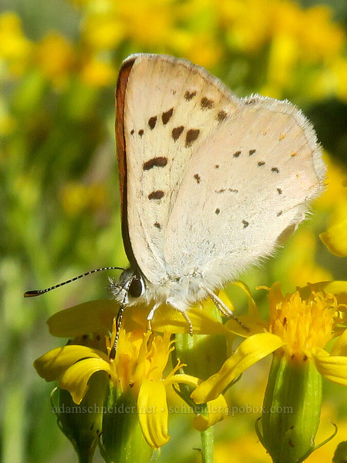 purplish copper butterfly on butterweed groundsel (Lycaena helloides (Tharsalea helloides), Senecio serra) [Forest Road 2150, Malheur National Forest, Grant County, Oregon]