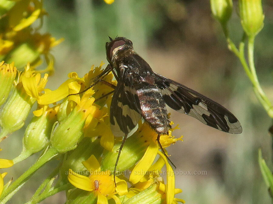 dorcadion bee fly on butterweed groundsel (Exoprosopa dorcadion, Senecio serra) [Forest Road 2150, Malheur National Forest, Grant County, Oregon]
