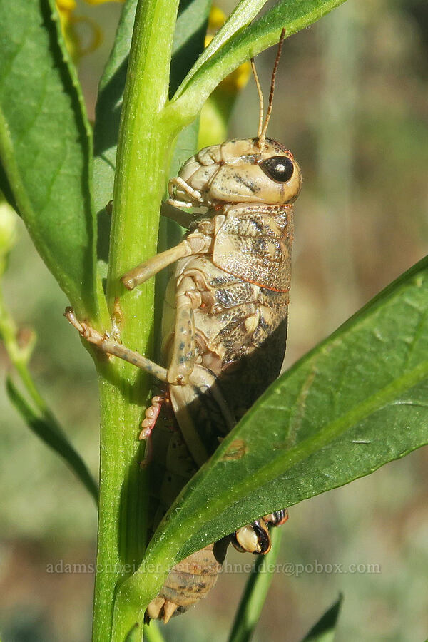 slow mountain grasshopper (Bradynotes obesa) [Forest Road 2150, Malheur National Forest, Grant County, Oregon]
