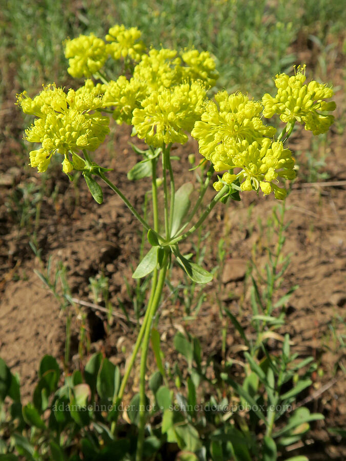 sulphur-flower buckwheat (Eriogonum umbellatum) [Forest Road 2150, Malheur National Forest, Grant County, Oregon]