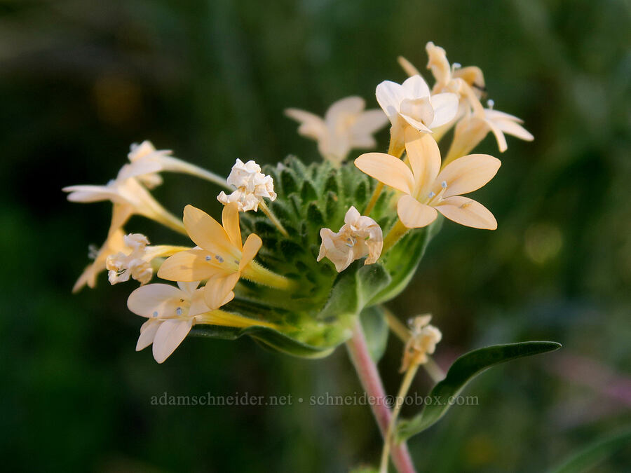 grand collomia (Collomia grandiflora) [Forest Road 2150, Malheur National Forest, Grant County, Oregon]