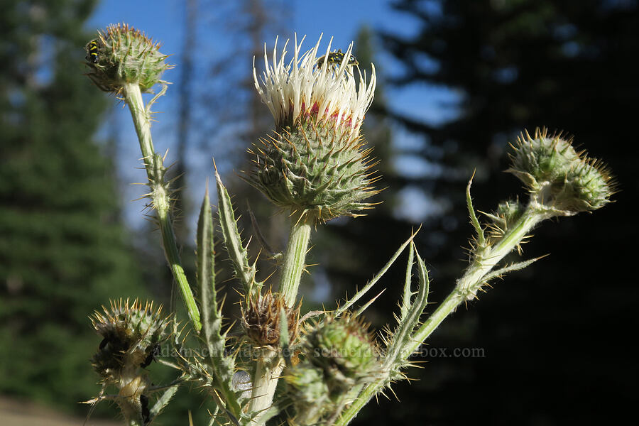 intermountain thistle (Cirsium inamoenum) [Forest Road 2150, Malheur National Forest, Grant County, Oregon]