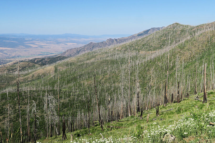 wildfire damage [Forest Road 2150, Malheur National Forest, Grant County, Oregon]