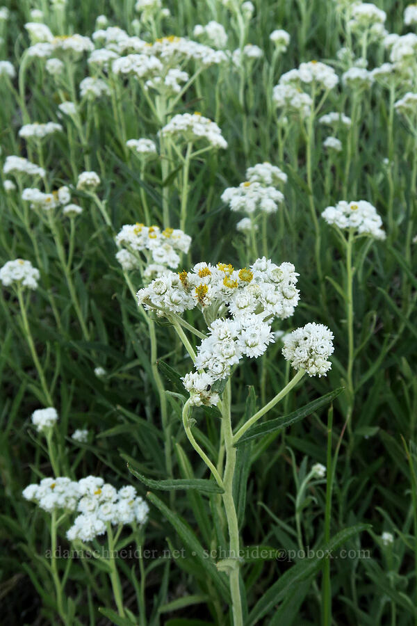 pearly everlasting (Anaphalis margaritacea) [Forest Road 2150, Malheur National Forest, Oregon]
