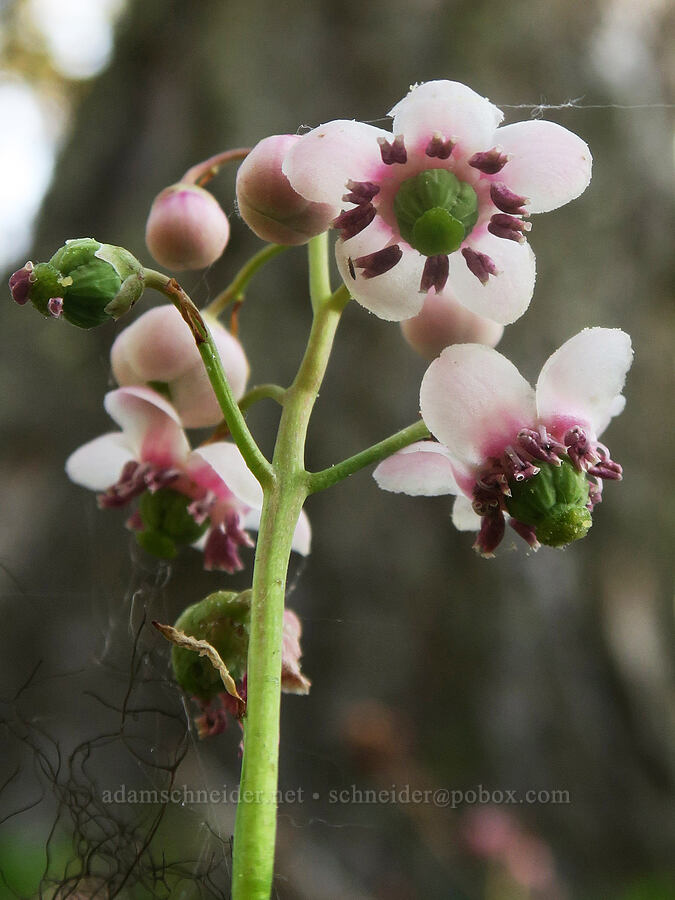 pipsissewa (Chimaphila umbellata) [Cedar Grove Botanical Trail, Malheur National Forest, Grant County, Oregon]