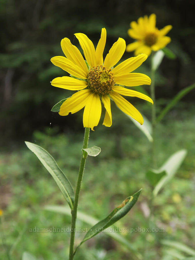 Douglas' sunflower (Helianthella uniflora var. douglasii) [Cedar Grove Botanical Trail, Malheur National Forest, Grant County, Oregon]