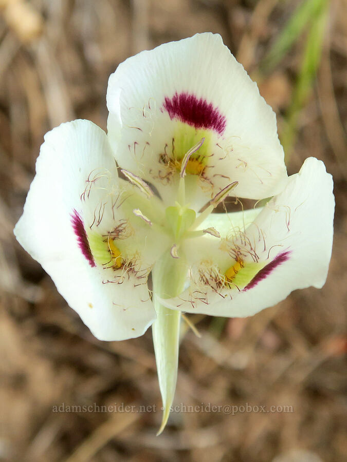 big-pod mariposa lily (Calochortus eurycarpus) [Cedar Grove Botanical Trail, Malheur National Forest, Grant County, Oregon]