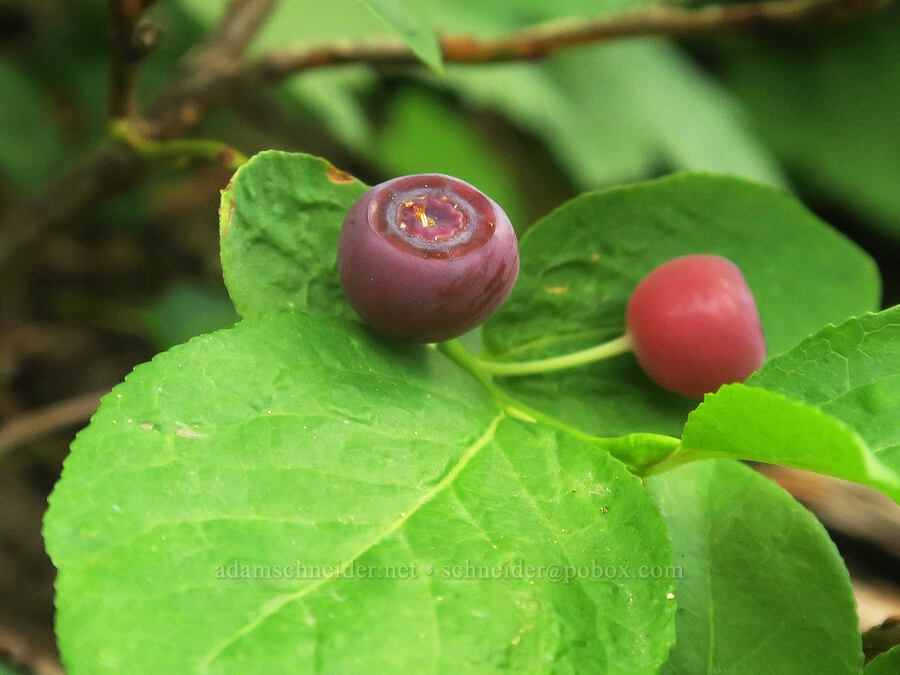 unripe huckleberries (Vaccinium membranaceum) [Cedar Grove Botanical Trail, Malheur National Forest, Grant County, Oregon]