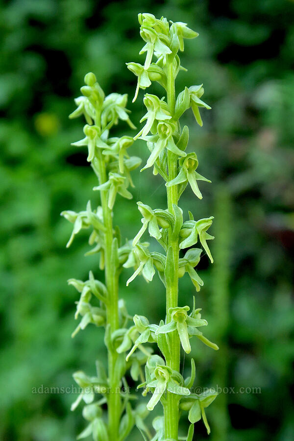 slender green bog orchid (Platanthera stricta (Habenaria saccata)) [Lake Eleanor Trailhead, Mt. Rainier National Park, Washington]