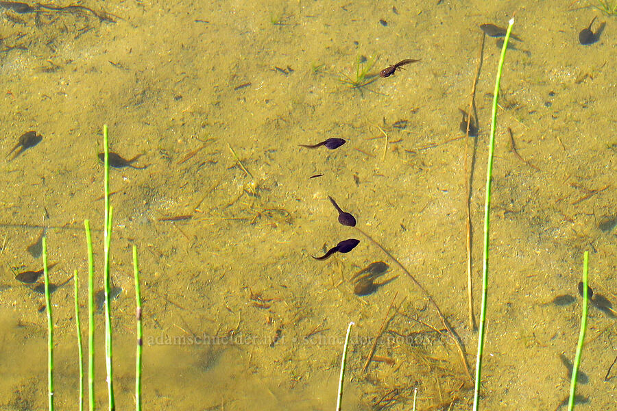 Cascades frog tadpoles (Rana cascadae) [Lake Eleanor Trail, Mt. Rainier National Park, Pierce County, Washington]