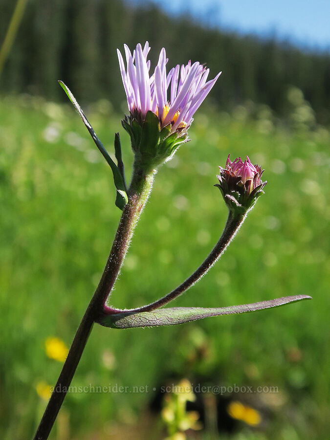 leafy-bract aster (Symphyotrichum foliaceum (Aster foliaceus)) [Lake Eleanor Trail, Mt. Rainier National Park, Pierce County, Washington]