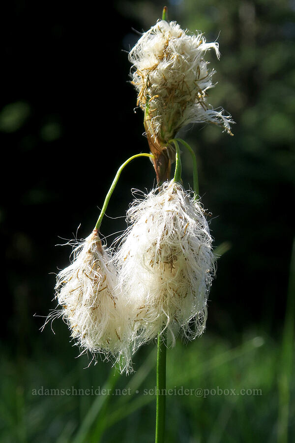 cotton-grass (Eriophorum sp.) [Lake Eleanor Trail, Mt. Rainier National Park, Pierce County, Washington]