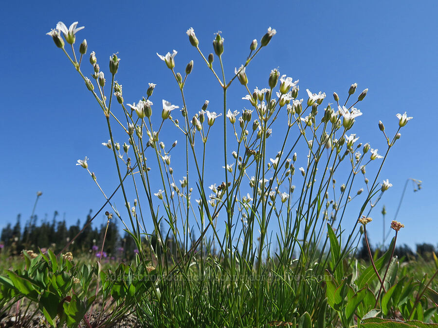 mountain sandwort (Eremogone capillaris (Arenaria capillaris)) [Grand Park, Mt. Rainier National Park, Pierce County, Washington]