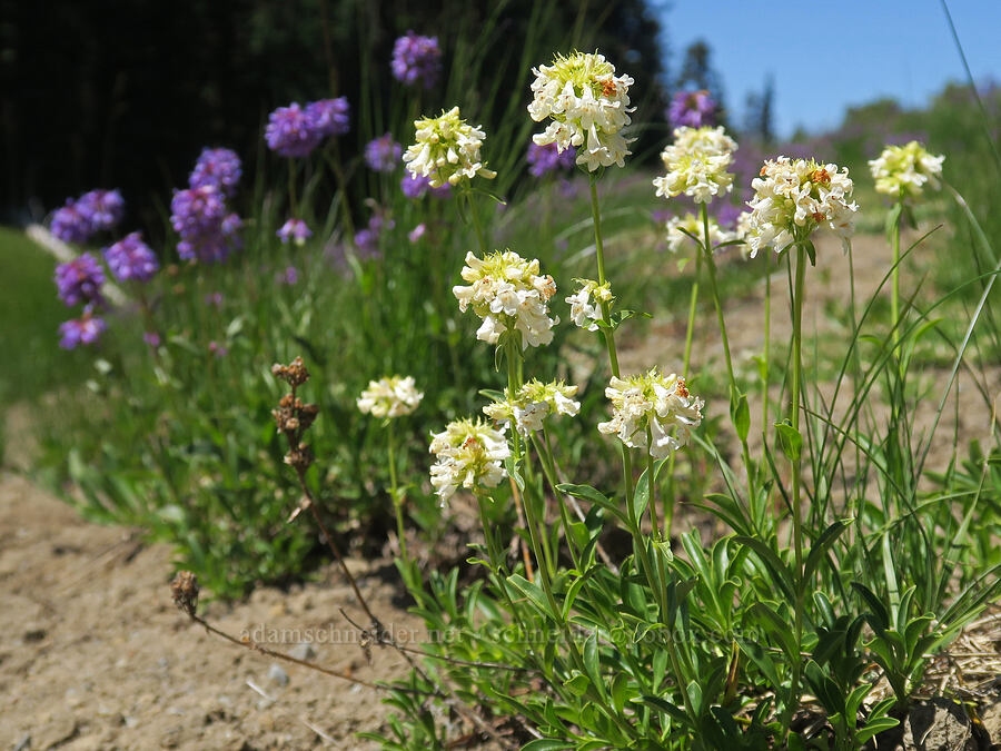 white small-flowered penstemon (Penstemon procerus) [Grand Park, Mt. Rainier National Park, Washington]