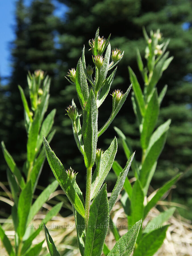 Cascade asters, budding (Eucephalus ledophyllus (Aster ledophyllus)) [Northern Loop Trail, Mt. Rainier National Park, Pierce County, Washington]