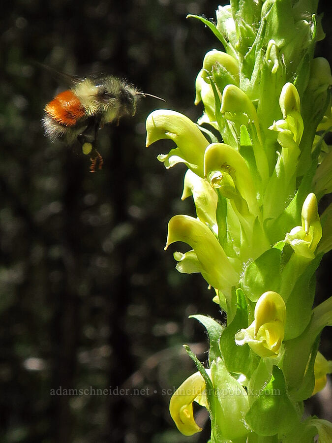 bracted lousewort & black-tailed bumblebee (Pedicularis bracteosa, Bombus melanopygus) [Northern Loop Trail, Mt. Rainier National Park, Pierce County, Washington]
