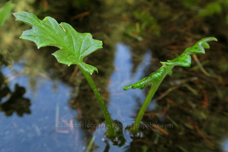 arctic colt's-foot leaves (Petasites frigidus var. frigidus) [Northern Loop Trail, Mt. Rainier National Park, Pierce County, Washington]