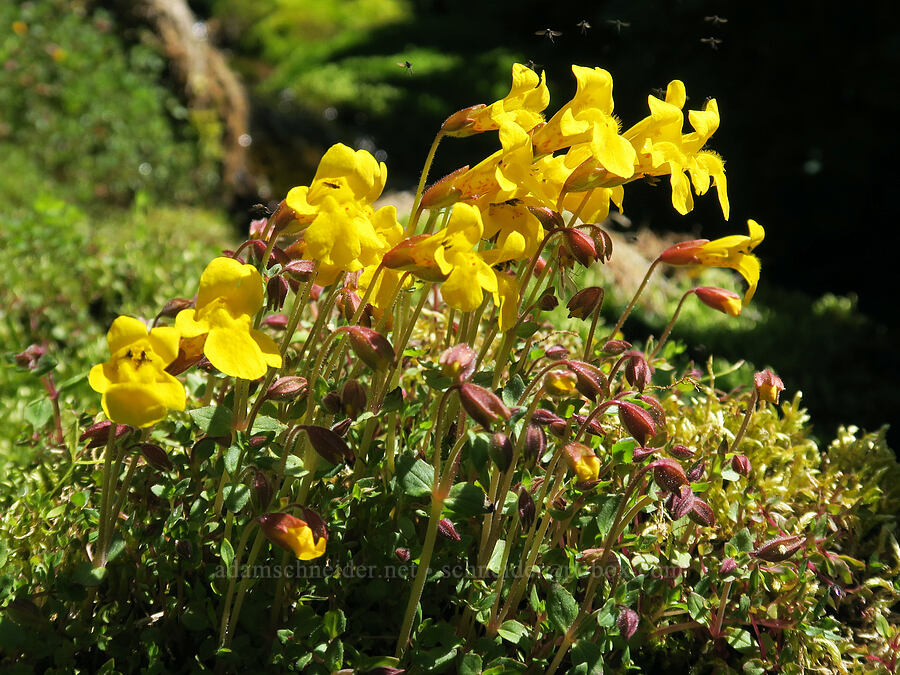 subalpine monkeyflower (Erythranthe caespitosa (Mimulus caespitosus)) [Northern Loop Trail, Mt. Rainier National Park, Pierce County, Washington]