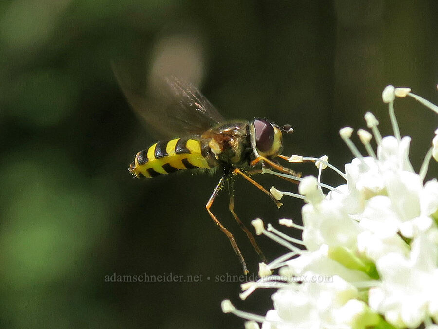 black-legged gossamer flower fly & Sitka valerian (Valeriana sitchensis, Megasyrphus laxus) [Northern Loop Trail, Mt. Rainier National Park, Pierce County, Washington]