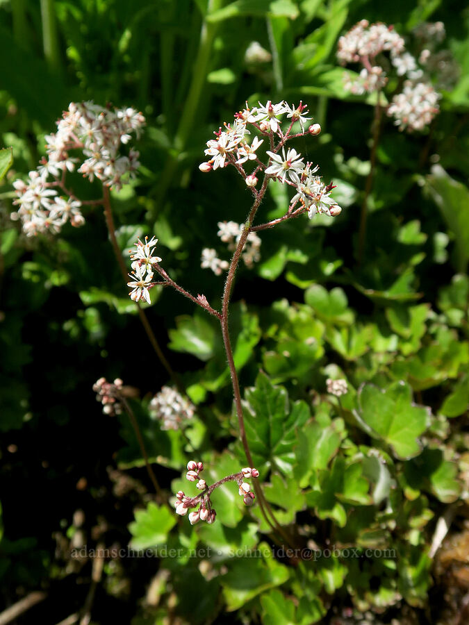 Nelson's saxifrage (Micranthes nelsoniana var. cascadensis (Saxifraga nelsoniana)) [Berkeley Park, Mt. Rainier National Park, Pierce County, Washington]