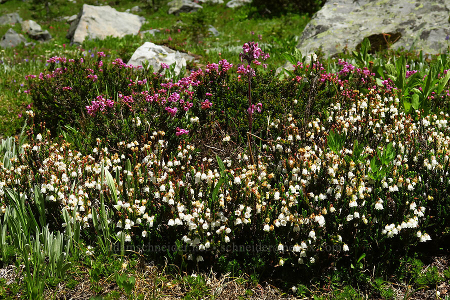 white & pink mountain heather (Cassiope mertensiana) [Berkeley Park, Mt. Rainier National Park, Pierce County, Washington]