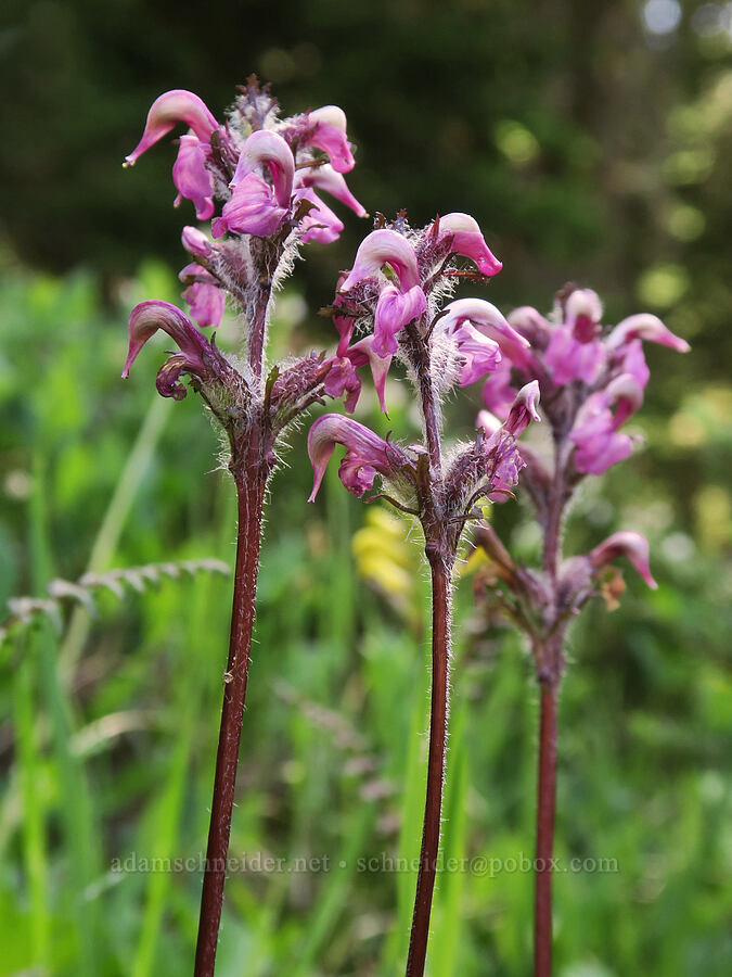 bird's-beak lousewort (Pedicularis ornithorhynchos (Pedicularis ornithorhyncha)) [Berkeley Park, Mt. Rainier National Park, Pierce County, Washington]