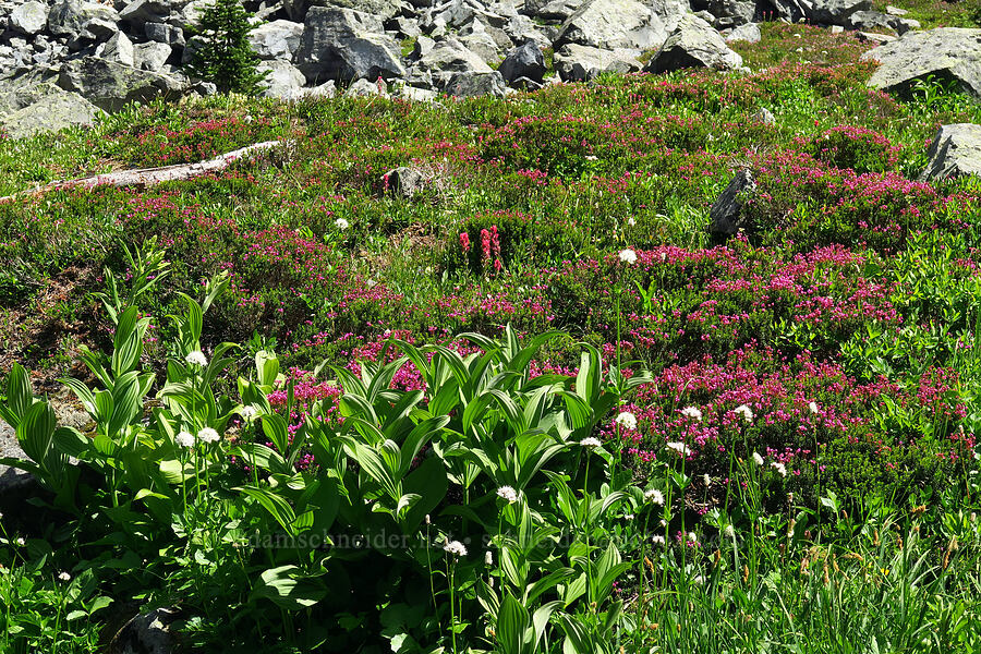 wildflowers [Berkeley Park, Mt. Rainier National Park, Washington]