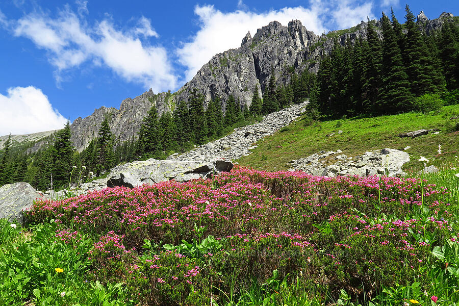 pink mountain heather (Phyllodoce empetriformis) [Berkeley Park, Mt. Rainier National Park, Pierce County, Washington]