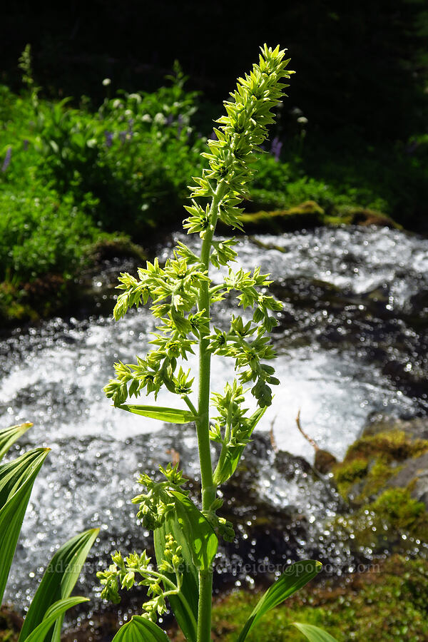 green corn lily (Veratrum viride var. eschscholzianum (Veratrum eschscholtzianum)) [Berkeley Park, Mt. Rainier National Park, Pierce County, Washington]