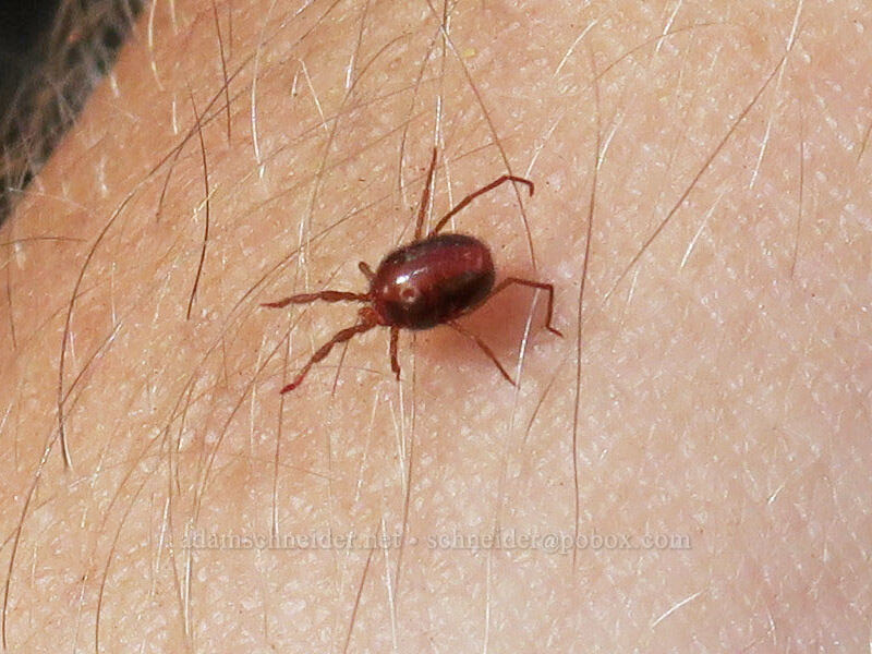 sidewalk mite on my arm (Balaustium sp.) [Berkeley Park, Mt. Rainier National Park, Washington]